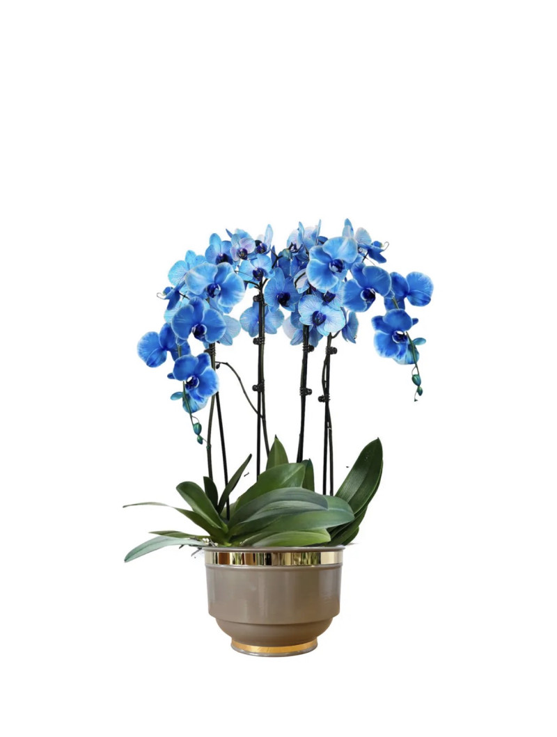 Mavi Orkide – Zarafet ve Huzurun Simgesi | Lüks Saksıda Özel Hediye