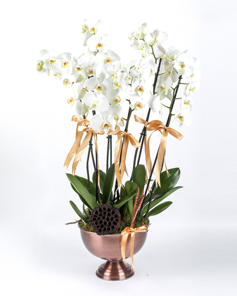 ek Dallı Beyaz Orkide – Zarafetin Sessiz Duruşu