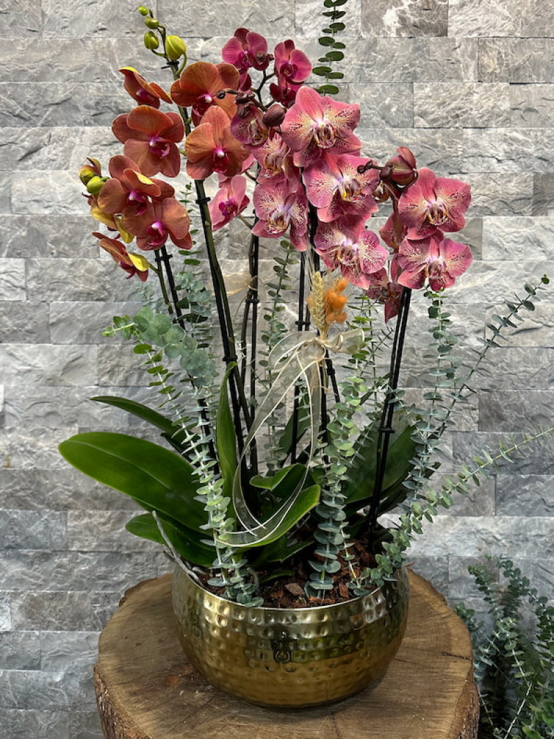 Lüks 6’lı Mix Orkide Aranjmanı ile Zarafeti Evinize Taşıyın